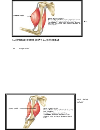 4.5
GAMBAR RAJAH OTOT AGONIS YANG TERLIBAT
Otot : Biseps Brakil
Otot :Trisep
s Brakil
 