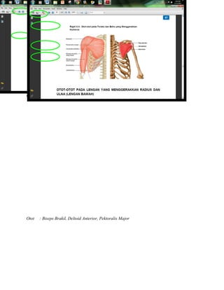 Otot : Deltoid Anterior, Triseps Brakil , Biseps Brakil
Otot : Biseps Brakil, Deltoid Anterior, Pektoralis Major
 