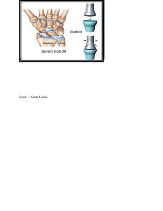 Sendi : Sendi Kondil
 