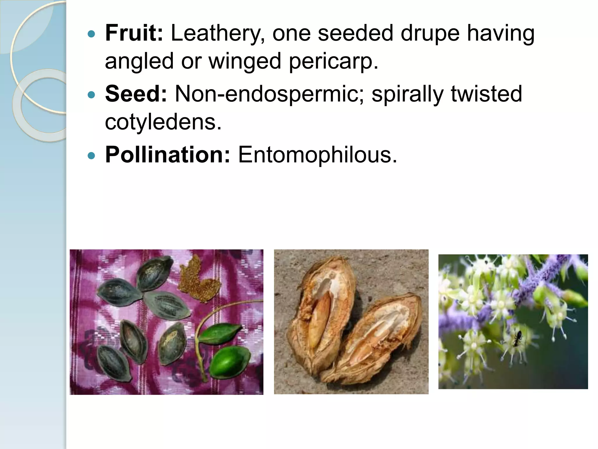  Fruit: Leathery, one seeded drupe having
angled or winged pericarp.
 Seed: Non-endospermic; spirally twisted
cotyledens.
 Pollination: Entomophilous.
 