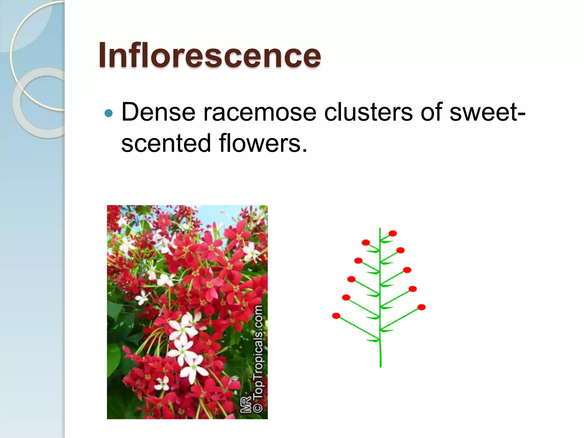 Inflorescence
 Dense racemose clusters of sweet-
scented flowers.
 