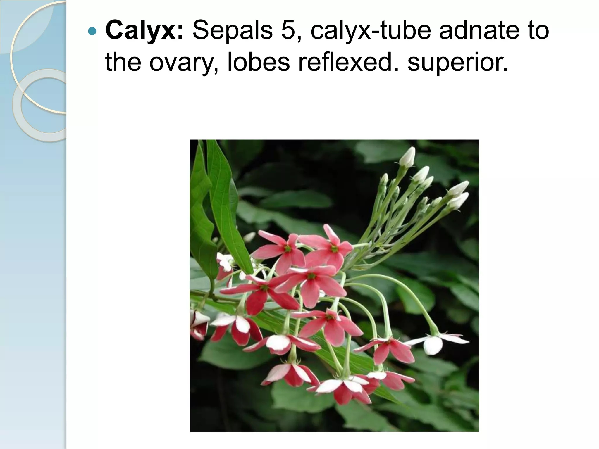  Calyx: Sepals 5, calyx-tube adnate to
the ovary, lobes reflexed. superior.
 