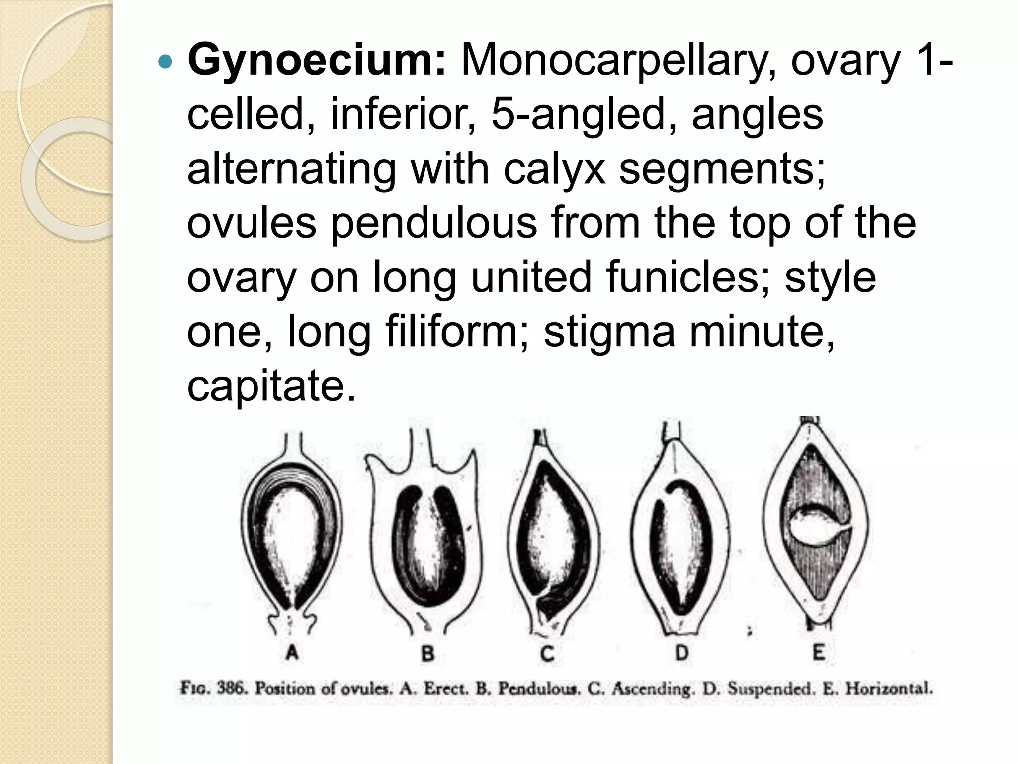  Gynoecium: Monocarpellary, ovary 1-
celled, inferior, 5-angled, angles
alternating with calyx segments;
ovules pendulous from the top of the
ovary on long united funicles; style
one, long filiform; stigma minute,
capitate.
 