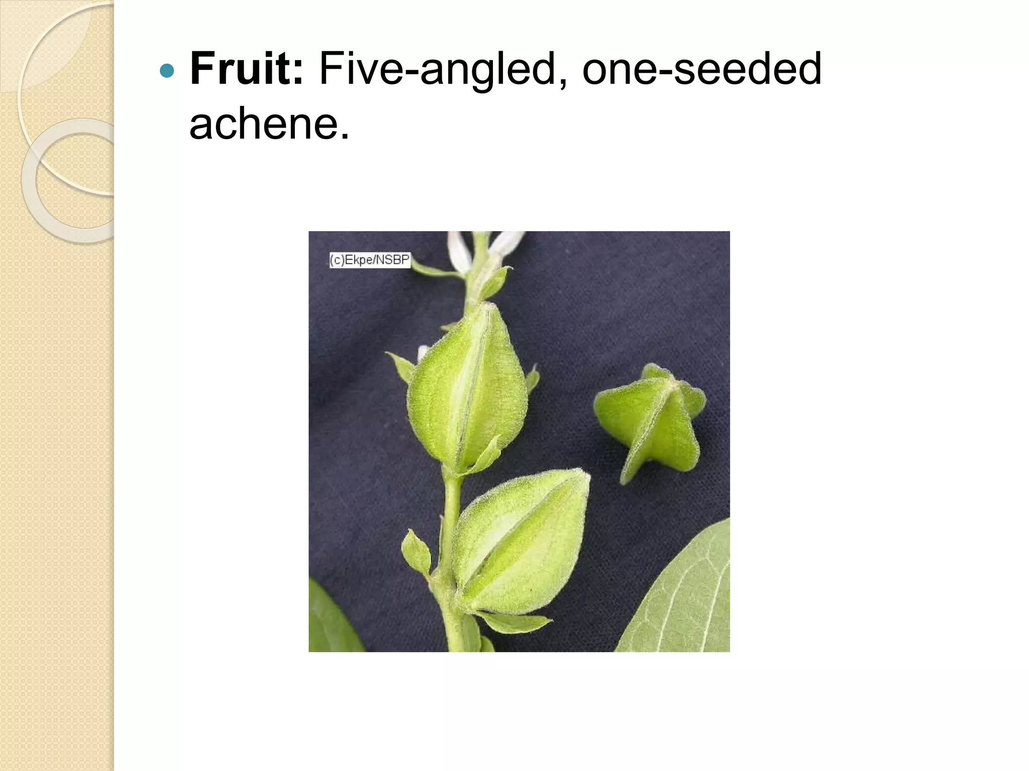  Fruit: Five-angled, one-seeded
achene.
 
