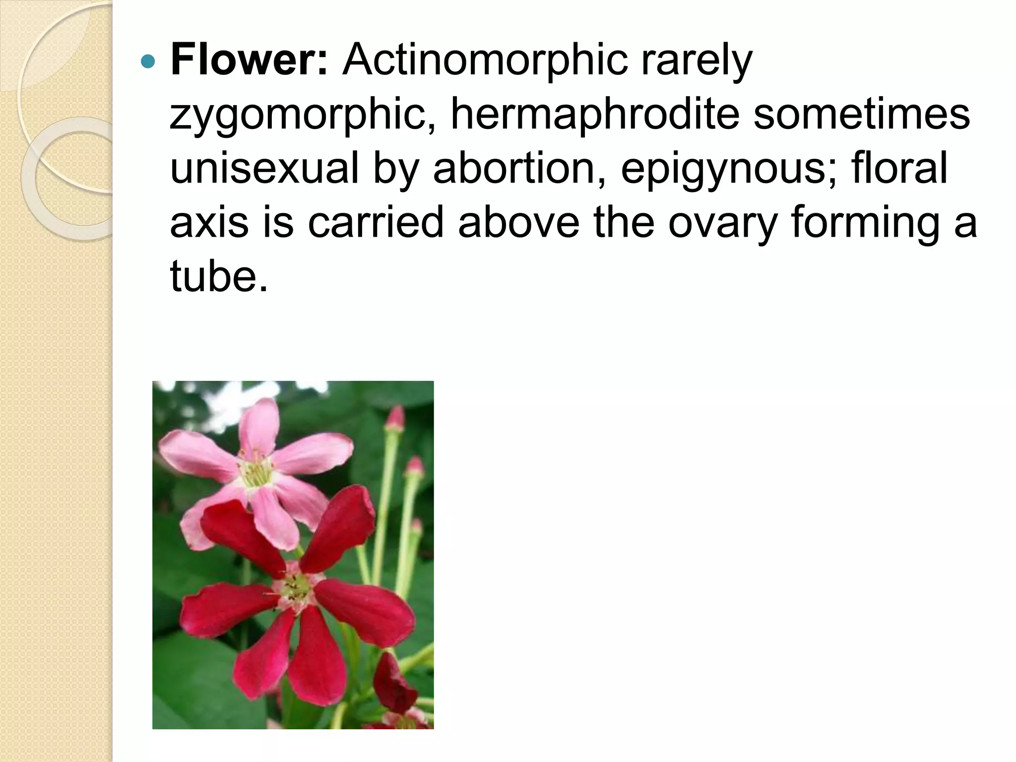  Flower: Actinomorphic rarely
zygomorphic, hermaphrodite sometimes
unisexual by abortion, epigynous; floral
axis is carried above the ovary forming a
tube.
 