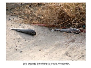 Esta creando el hombre su propio Armagedon. 