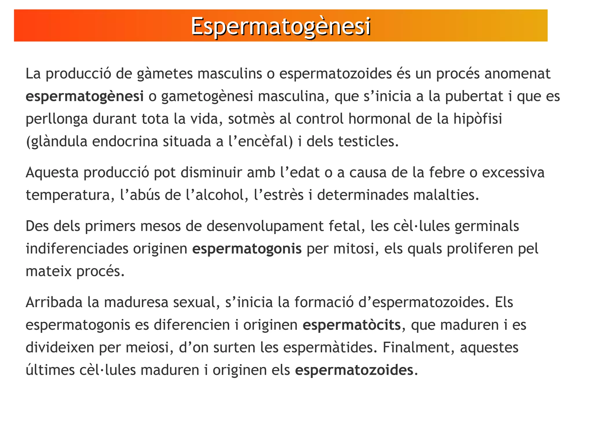 EspermatogènesiEspermatogènesi
La producció de gàmetes masculins o espermatozoides és un procés anomenat
espermatogènesi o gametogènesi masculina, que s’inicia a la pubertat i que es
perllonga durant tota la vida, sotmès al control hormonal de la hipòfisi
(glàndula endocrina situada a l’encèfal) i dels testicles.
Aquesta producció pot disminuir amb l’edat o a causa de la febre o excessiva
temperatura, l’abús de l’alcohol, l’estrès i determinades malalties.
Des dels primers mesos de desenvolupament fetal, les cèl·lules germinals
indiferenciades originen espermatogonis per mitosi, els quals proliferen pel
mateix procés.
Arribada la maduresa sexual, s’inicia la formació d’espermatozoides. Els
espermatogonis es diferencien i originen espermatòcits, que maduren i es
divideixen per meiosi, d’on surten les espermàtides. Finalment, aquestes
últimes cèl·lules maduren i originen els espermatozoides.
 