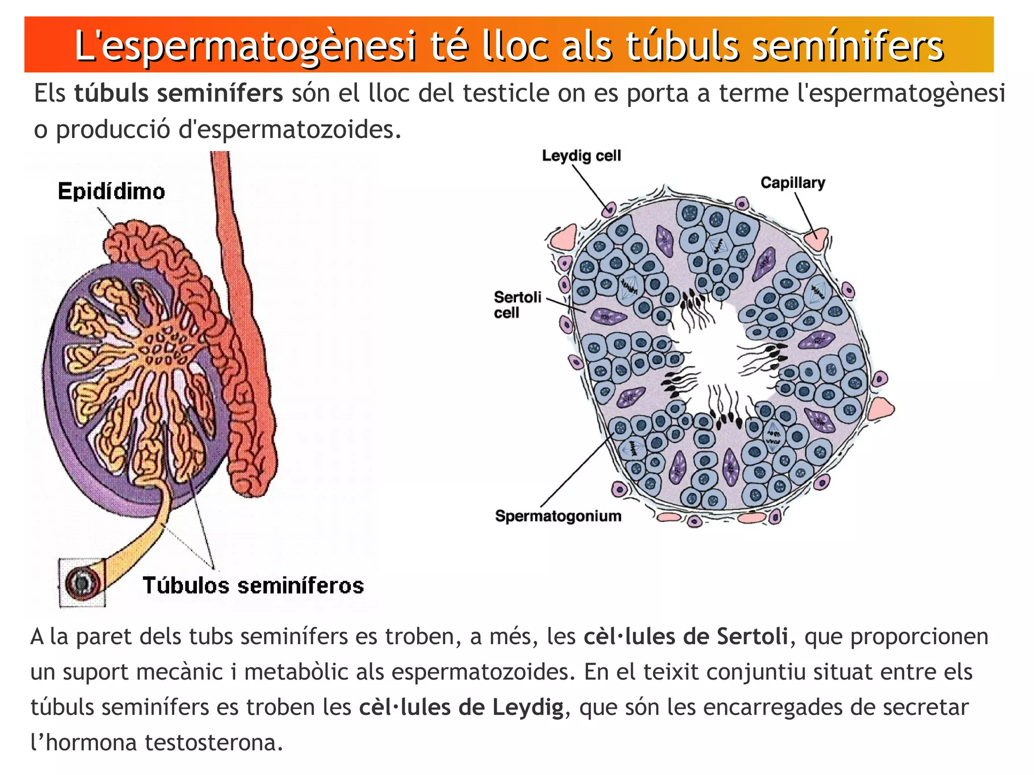 L'espermatogènesi té lloc als túbuls semínifersL'espermatogènesi té lloc als túbuls semínifers
Els túbuls seminífers són el lloc del testicle on es porta a terme l'espermatogènesi
o producció d'espermatozoides.
A la paret dels tubs seminífers es troben, a més, les cèl·lules de Sertoli, que proporcionen
un suport mecànic i metabòlic als espermatozoides. En el teixit conjuntiu situat entre els
túbuls seminífers es troben les cèl·lules de Leydig, que són les encarregades de secretar
l’hormona testosterona.
 
