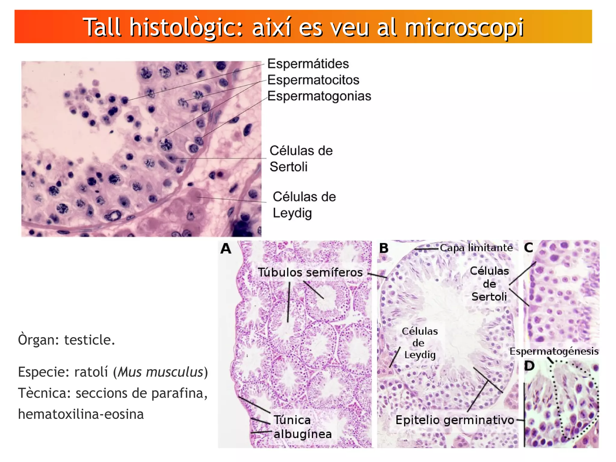 Tall histològic: així es veu al microscopiTall histològic: així es veu al microscopi
Òrgan: testicle.
Especie: ratolí (Mus musculus)
Tècnica: seccions de parafina,
hematoxilina-eosina
 