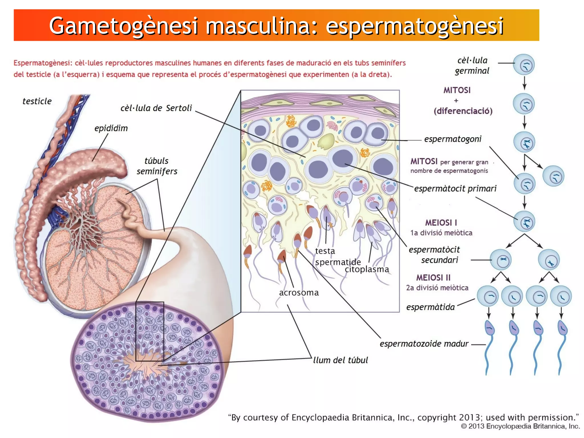 Gametogènesi masculina: espermatogènesiGametogènesi masculina: espermatogènesi
 