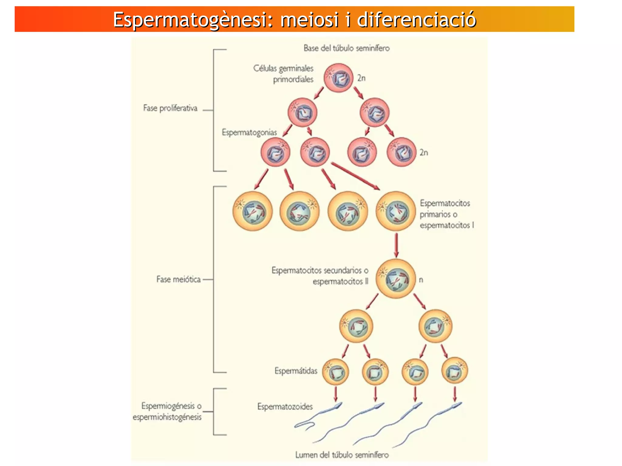 Espermatogènesi: meiosi i diferenciacióEspermatogènesi: meiosi i diferenciació
 