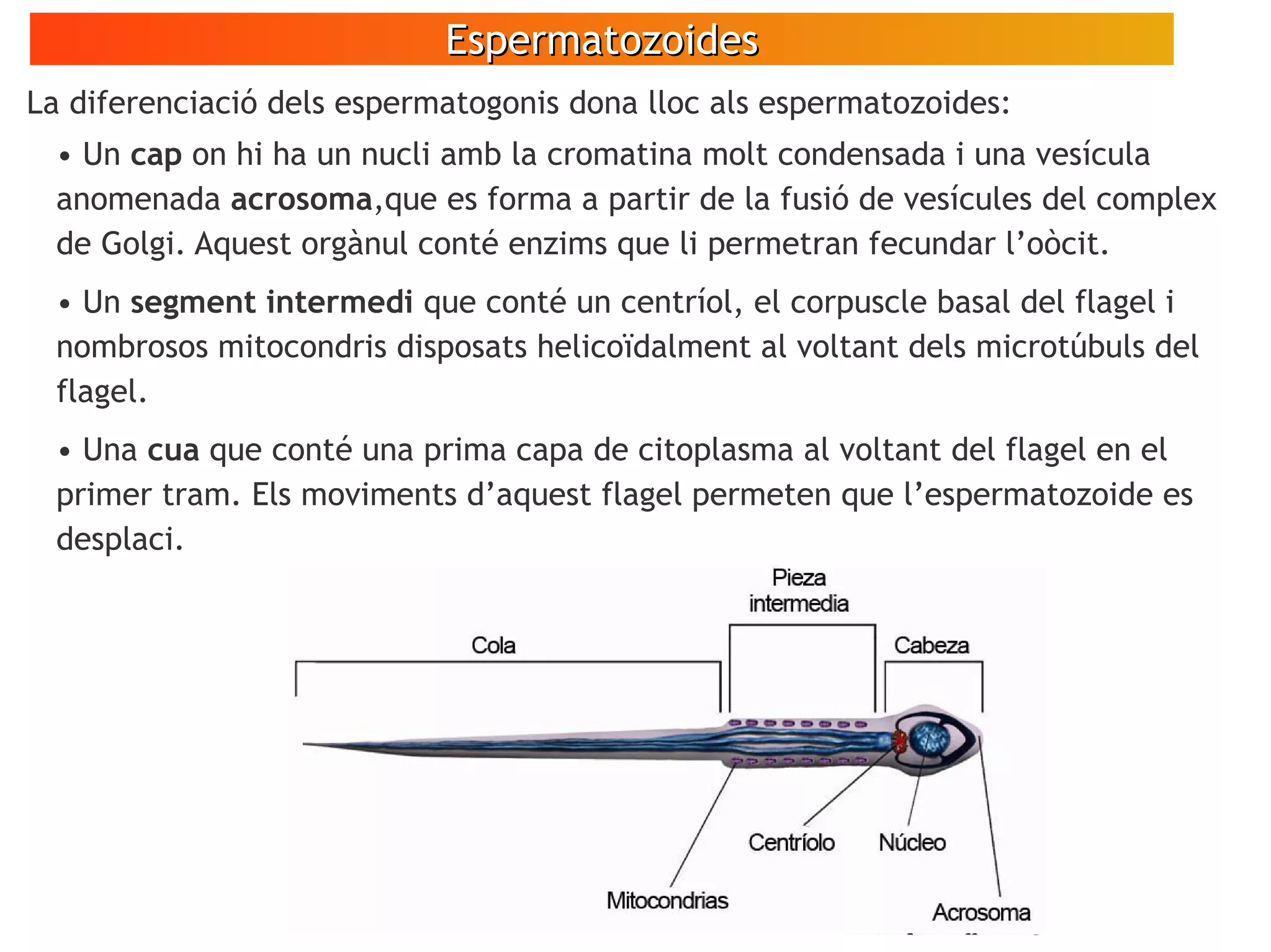 EspermatozoidesEspermatozoides
• Un cap on hi ha un nucli amb la cromatina molt condensada i una vesícula
anomenada acrosoma,que es forma a partir de la fusió de vesícules del complex
de Golgi. Aquest orgànul conté enzims que li permetran fecundar l’oòcit.
• Un segment intermedi que conté un centríol, el corpuscle basal del flagel i
nombrosos mitocondris disposats helicoïdalment al voltant dels microtúbuls del
flagel.
• Una cua que conté una prima capa de citoplasma al voltant del flagel en el
primer tram. Els moviments d’aquest flagel permeten que l’espermatozoide es
desplaci.
La diferenciació dels espermatogonis dona lloc als espermatozoides:
 