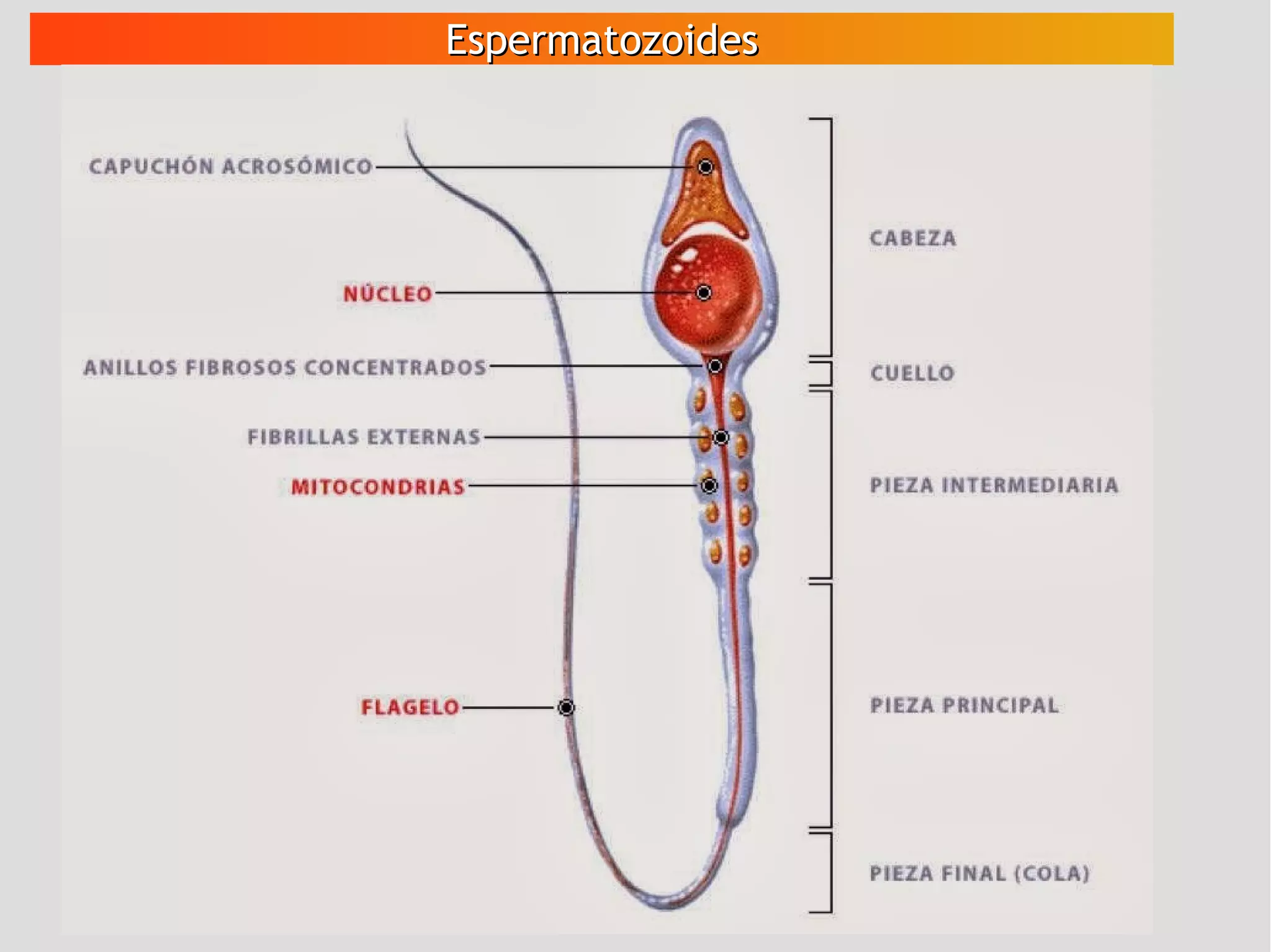 EspermatozoidesEspermatozoides
 