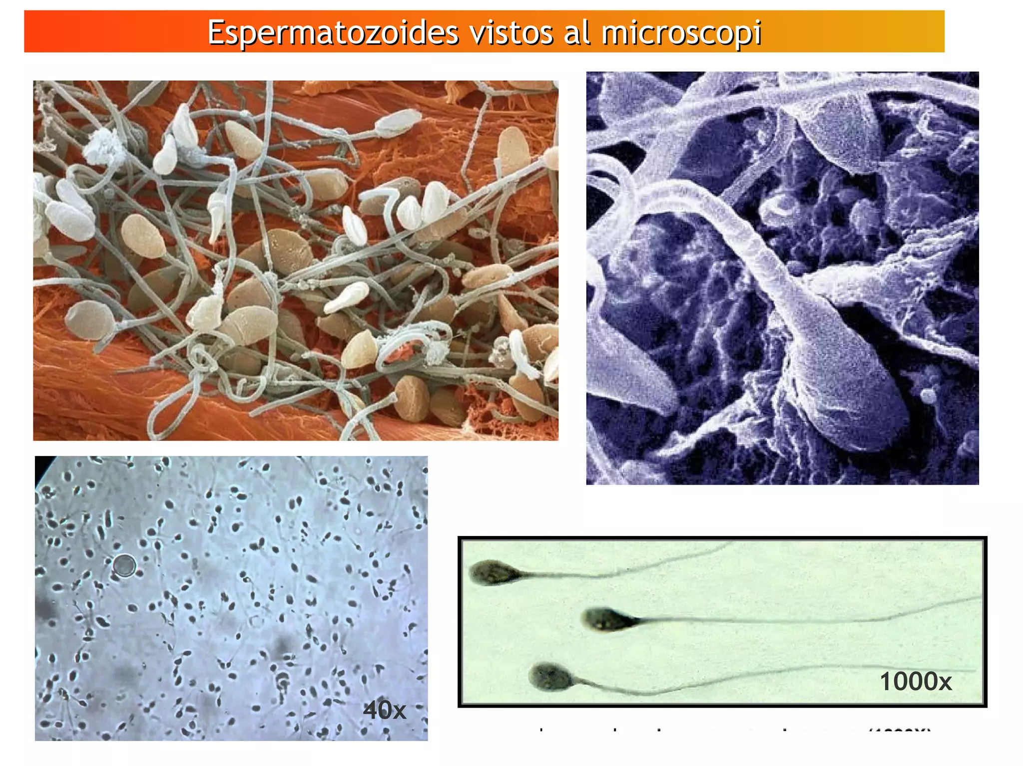 Espermatozoides vistos al microscopiEspermatozoides vistos al microscopi
40x
1000x
 