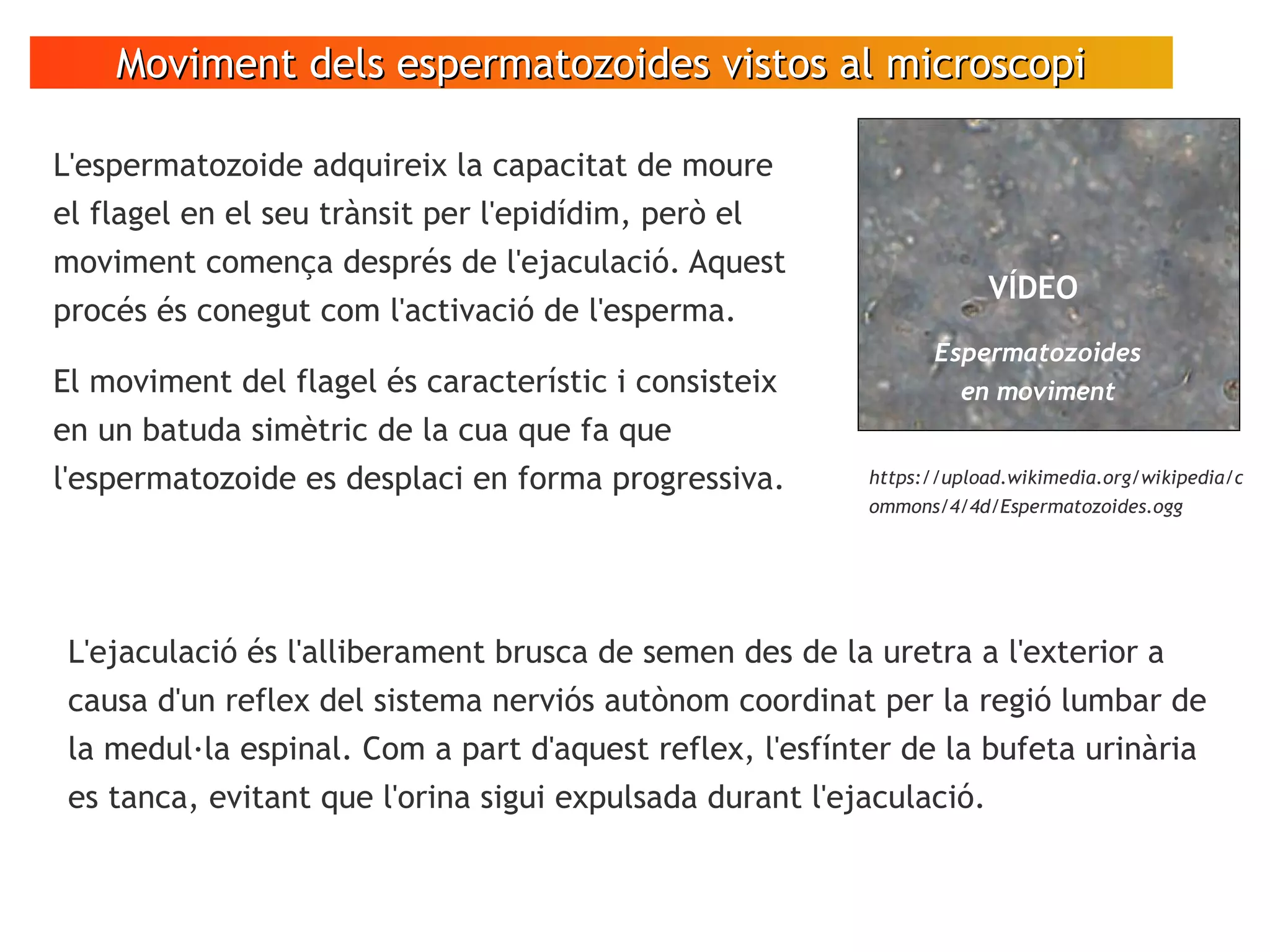 Moviment dels espermatozoides vistos al microscopiMoviment dels espermatozoides vistos al microscopi
L'ejaculació és l'alliberament brusca de semen des de la uretra a l'exterior a
causa d'un reflex del sistema nerviós autònom coordinat per la regió lumbar de
la medul·la espinal. Com a part d'aquest reflex, l'esfínter de la bufeta urinària
es tanca, evitant que l'orina sigui expulsada durant l'ejaculació.
L'espermatozoide adquireix la capacitat de moure
el flagel en el seu trànsit per l'epidídim, però el
moviment comença després de l'ejaculació. Aquest
procés és conegut com l'activació de l'esperma.
El moviment del flagel és característic i consisteix
en un batuda simètric de la cua que fa que
l'espermatozoide es desplaci en forma progressiva.
VÍDEO
Espermatozoides
en moviment
https://upload.wikimedia.org/wikipedia/c
ommons/4/4d/Espermatozoides.ogg
 