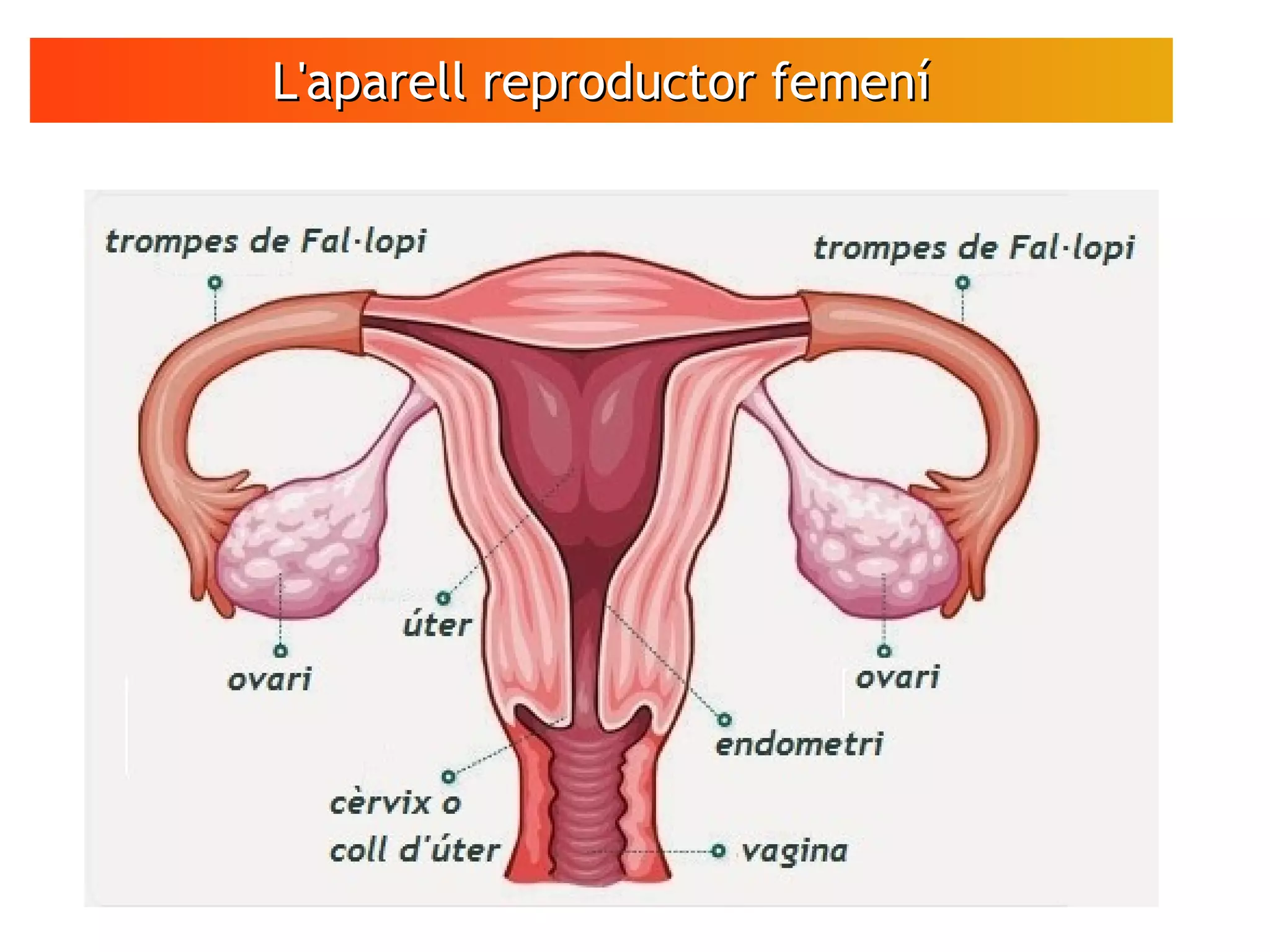 L'aparell reproductor femeníL'aparell reproductor femení
 