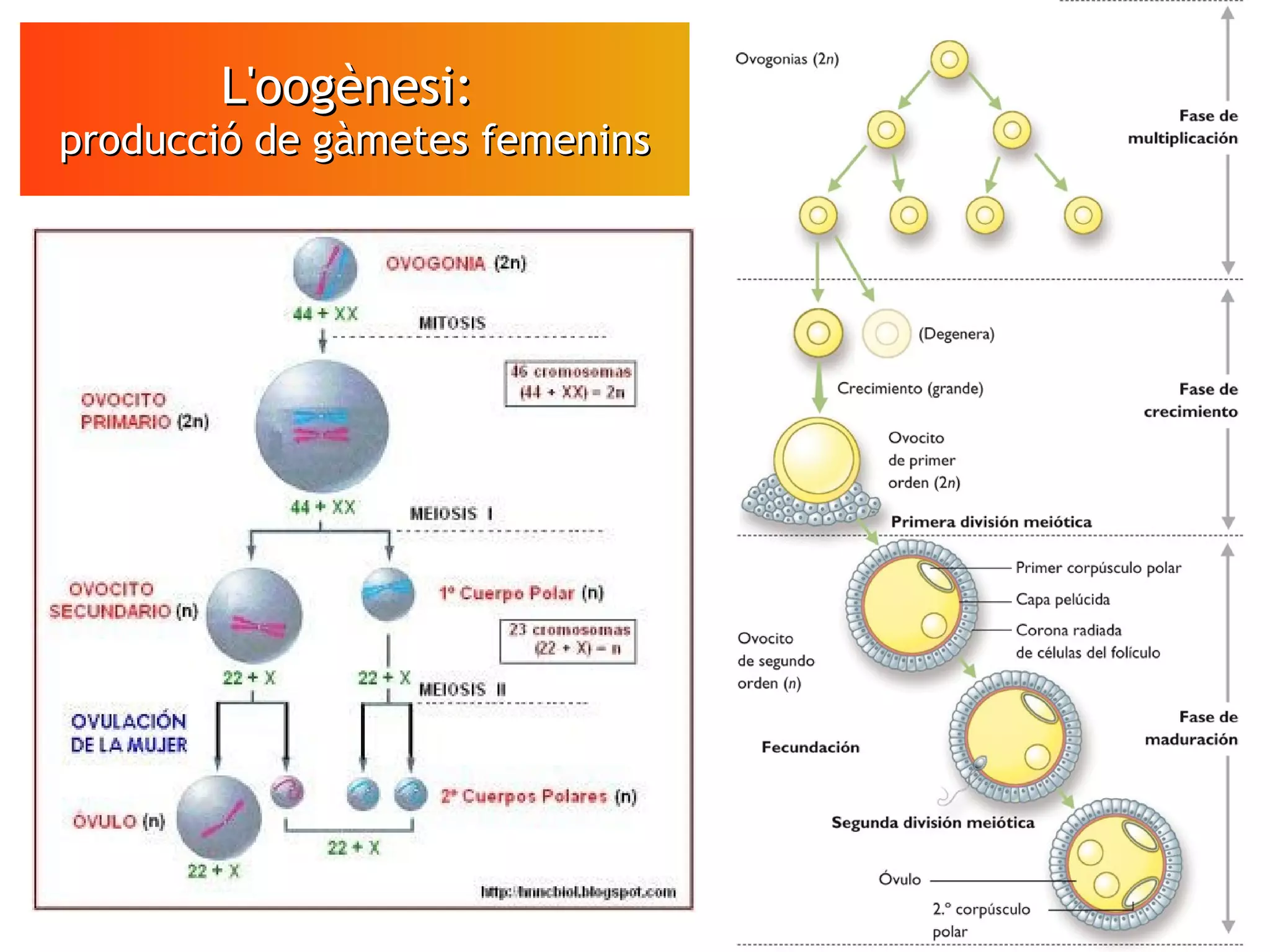 L'oogènesi:L'oogènesi:
producció de gàmetes femeninsproducció de gàmetes femenins
VÍDEO
Espermatozoides
en moviment
 