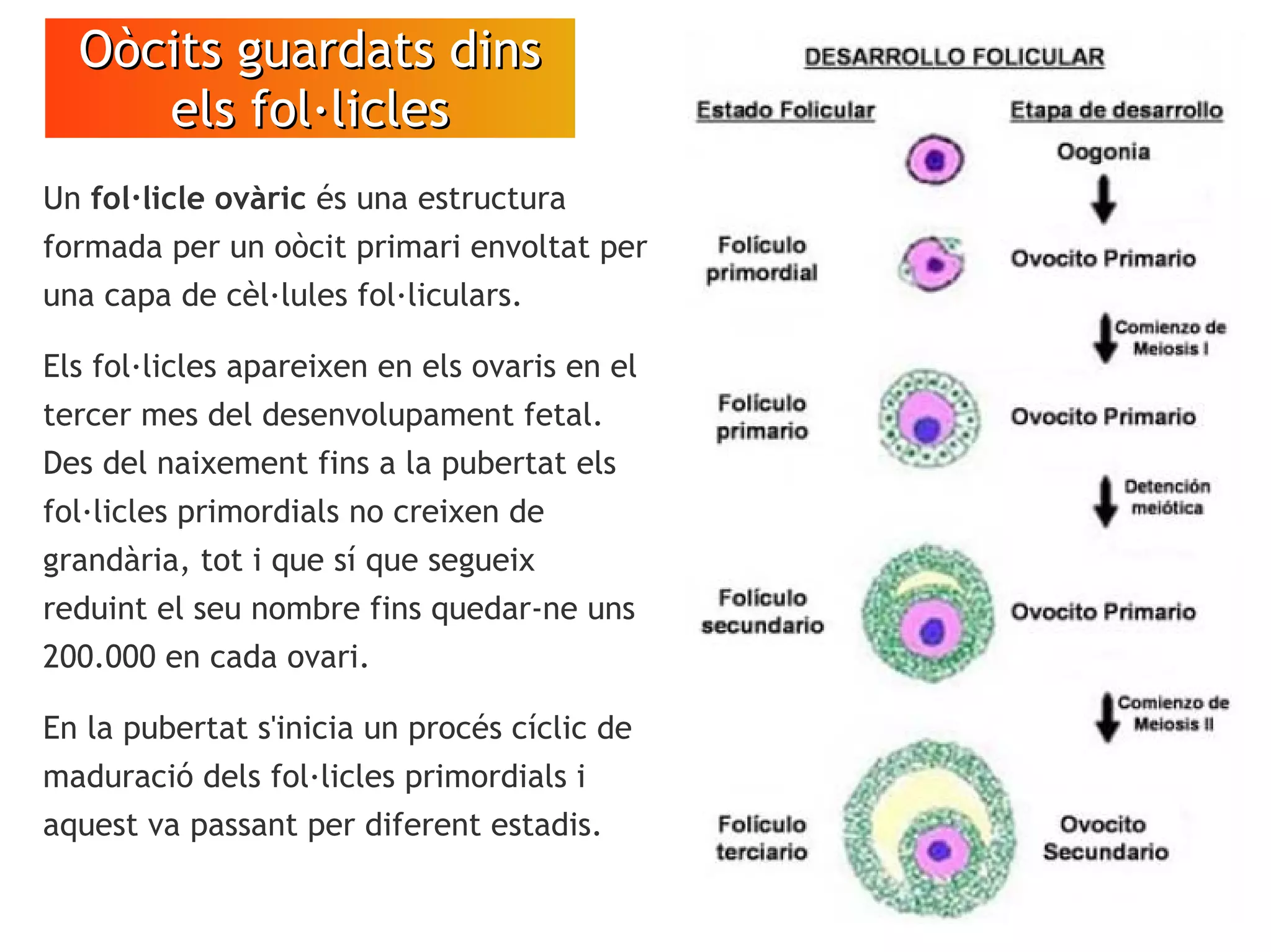 Oòcits guardats dinsOòcits guardats dins
els fol·liclesels fol·licles
VÍDEO
Espermatozoides
en moviment
Un fol·licle ovàric és una estructura
formada per un oòcit primari envoltat per
una capa de cèl·lules fol·liculars.
Els fol·licles apareixen en els ovaris en el
tercer mes del desenvolupament fetal.
Des del naixement fins a la pubertat els
fol·licles primordials no creixen de
grandària, tot i que sí que segueix
reduint el seu nombre fins quedar-ne uns
200.000 en cada ovari.
En la pubertat s'inicia un procés cíclic de
maduració dels fol·licles primordials i
aquest va passant per diferent estadis.
 