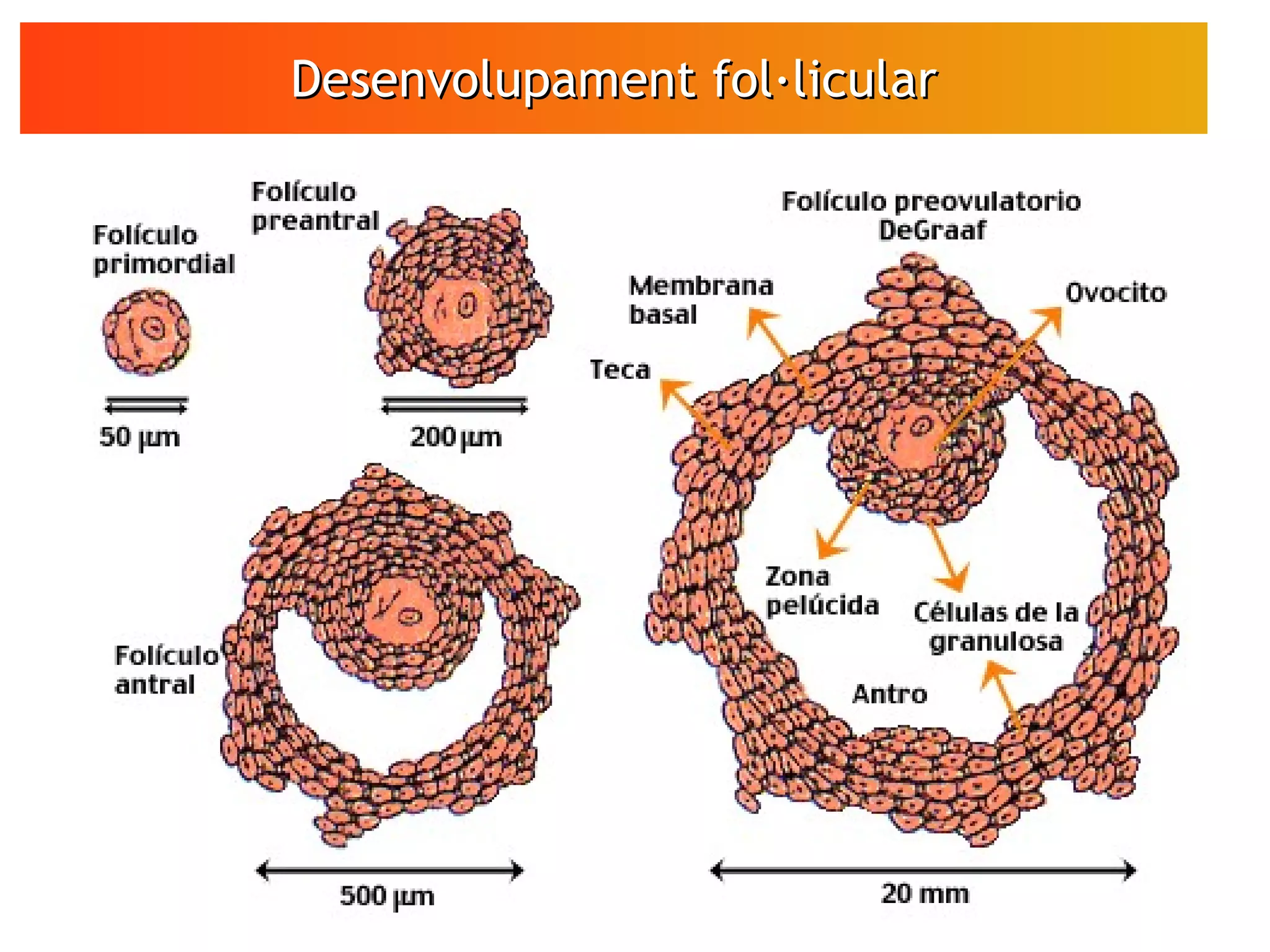Desenvolupament fol·licularDesenvolupament fol·licular
VÍDEO
Espermatozoides
en moviment
 