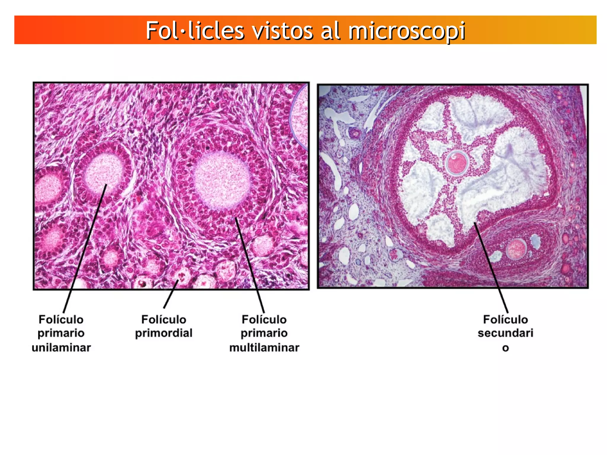 Fol·licles vistos al microscopiFol·licles vistos al microscopi
VÍDEO
Espermatozoides
en moviment
 