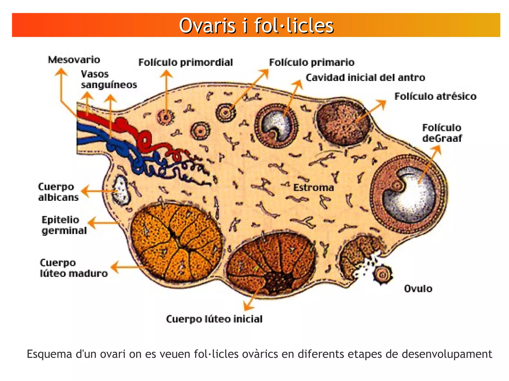 Ovaris i fol·liclesOvaris i fol·licles
VÍDEO
Espermatozoides
en moviment
Esquema d'un ovari on es veuen fol·licles ovàrics en diferents etapes de desenvolupament
 