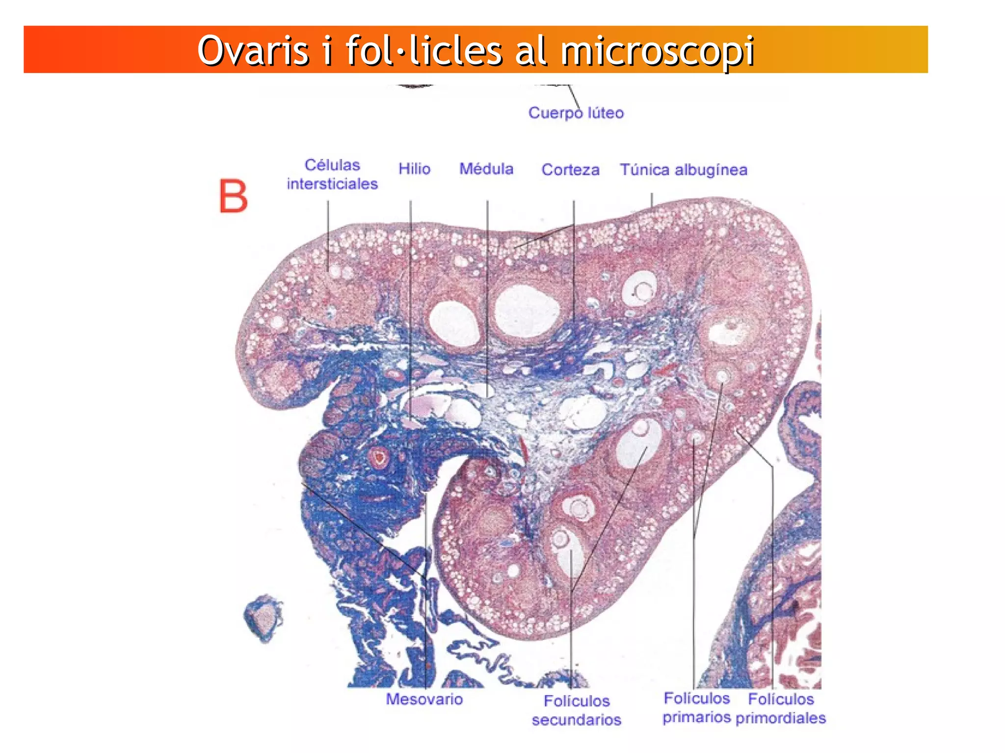 Ovaris i fol·licles al microscopiOvaris i fol·licles al microscopi
VÍDEO
Espermatozoides
en moviment
 