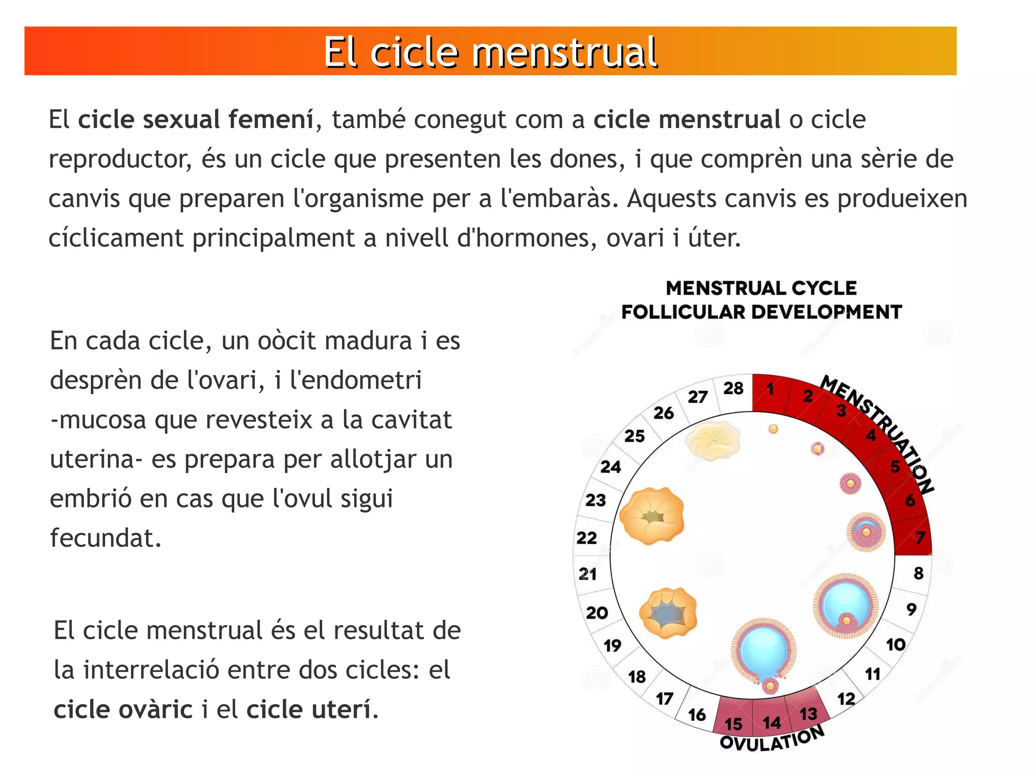 El cicle menstrualEl cicle menstrual
VÍDEO
Espermatozoides
en moviment
El cicle sexual femení, també conegut com a cicle menstrual o cicle
reproductor, és un cicle que presenten les dones, i que comprèn una sèrie de
canvis que preparen l'organisme per a l'embaràs. Aquests canvis es produeixen
cíclicament principalment a nivell d'hormones, ovari i úter.
En cada cicle, un oòcit madura i es
desprèn de l'ovari, i l'endometri
-mucosa que revesteix a la cavitat
uterina- es prepara per allotjar un
embrió en cas que l'ovul sigui
fecundat.
El cicle menstrual és el resultat de
la interrelació entre dos cicles: el
cicle ovàric i el cicle uterí.
 