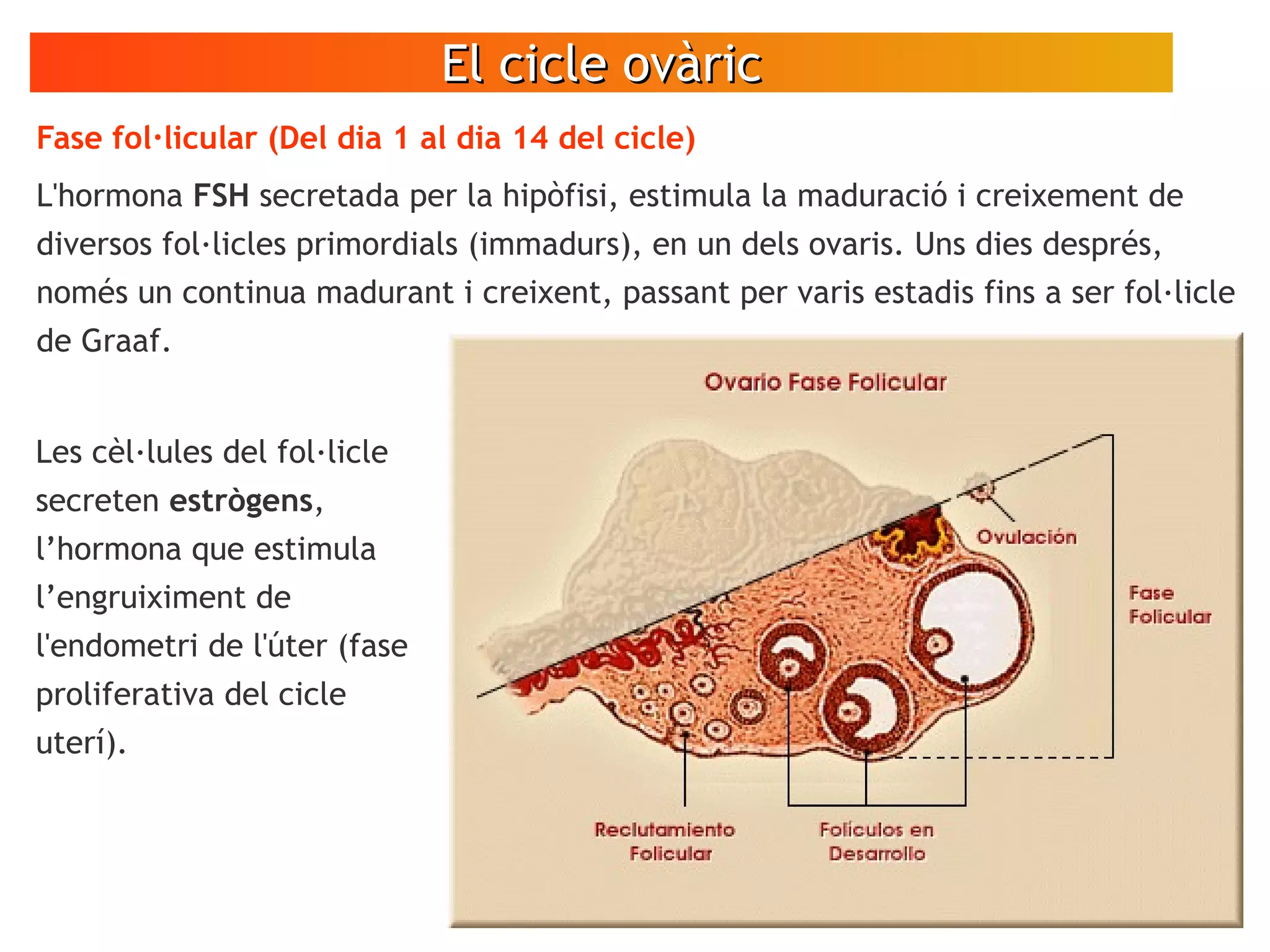 El cicle ovàricEl cicle ovàric
Fase fol·licular (Del dia 1 al dia 14 del cicle)
L'hormona FSH secretada per la hipòfisi, estimula la maduració i creixement de
diversos fol·licles primordials (immadurs), en un dels ovaris. Uns dies després,
només un continua madurant i creixent, passant per varis estadis fins a ser fol·licle
de Graaf.
Les cèl·lules del fol·licle
secreten estrògens,
l’hormona que estimula
l’engruiximent de
l'endometri de l'úter (fase
proliferativa del cicle
uterí).
 