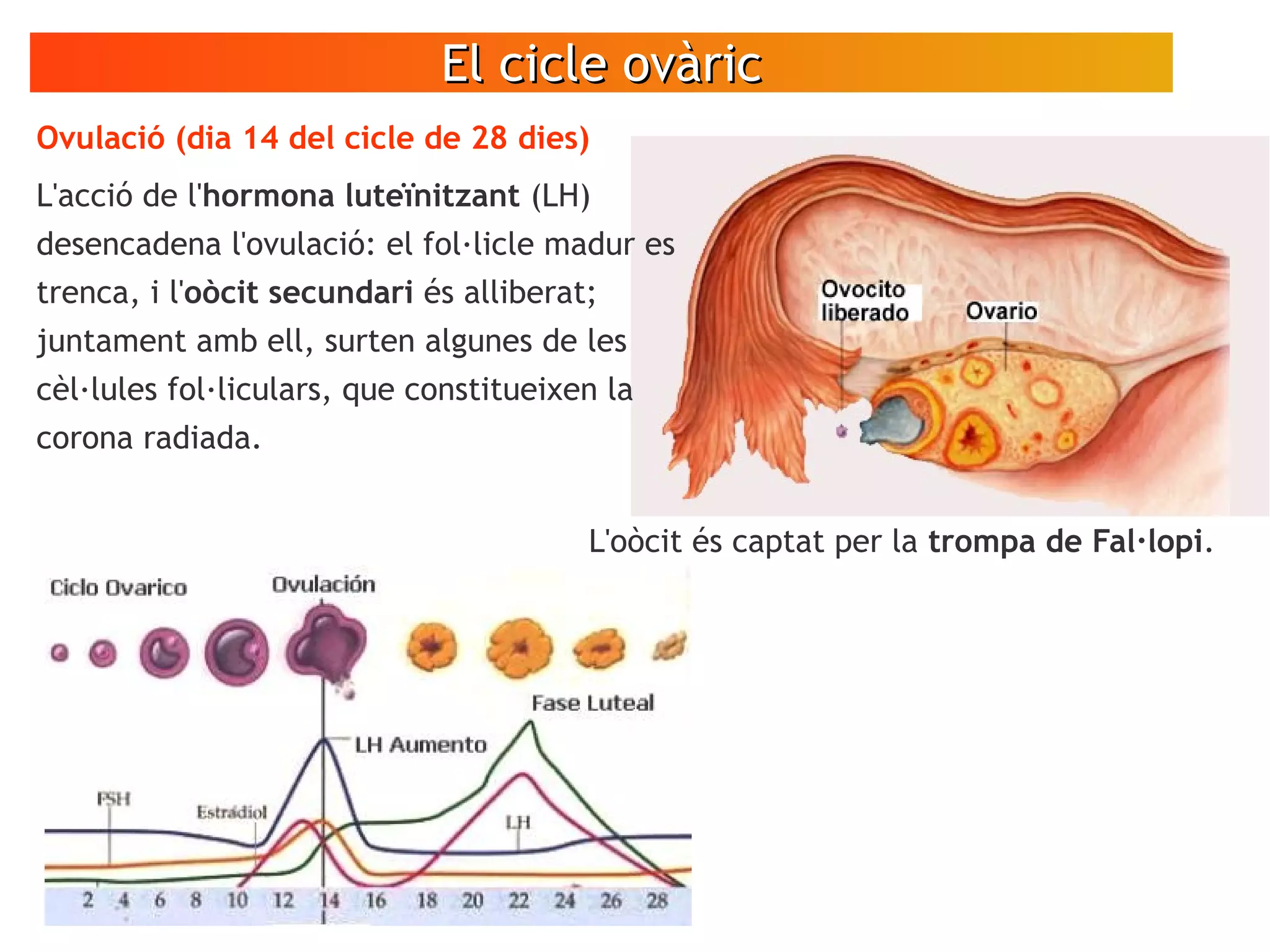 El cicle ovàricEl cicle ovàric
Ovulació (dia 14 del cicle de 28 dies)
L'acció de l'hormona luteïnitzant (LH)
desencadena l'ovulació: el fol·licle madur es
trenca, i l'oòcit secundari és alliberat;
juntament amb ell, surten algunes de les
cèl·lules fol·liculars, que constitueixen la
corona radiada.
L'oòcit és captat per la trompa de Fal·lopi.
 