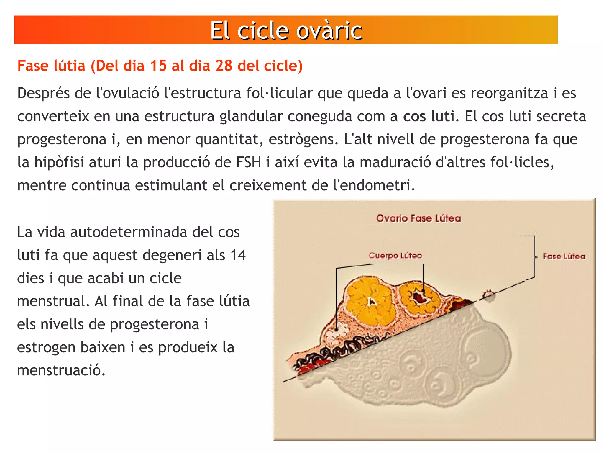 El cicle ovàricEl cicle ovàric
Fase lútia (Del dia 15 al dia 28 del cicle)
Després de l'ovulació l'estructura fol·licular que queda a l'ovari es reorganitza i es
converteix en una estructura glandular coneguda com a cos luti. El cos luti secreta
progesterona i, en menor quantitat, estrògens. L'alt nivell de progesterona fa que
la hipòfisi aturi la producció de FSH i així evita la maduració d'altres fol·licles,
mentre continua estimulant el creixement de l'endometri.
La vida autodeterminada del cos
luti fa que aquest degeneri als 14
dies i que acabi un cicle
menstrual. Al final de la fase lútia
els nivells de progesterona i
estrogen baixen i es produeix la
menstruació.
 