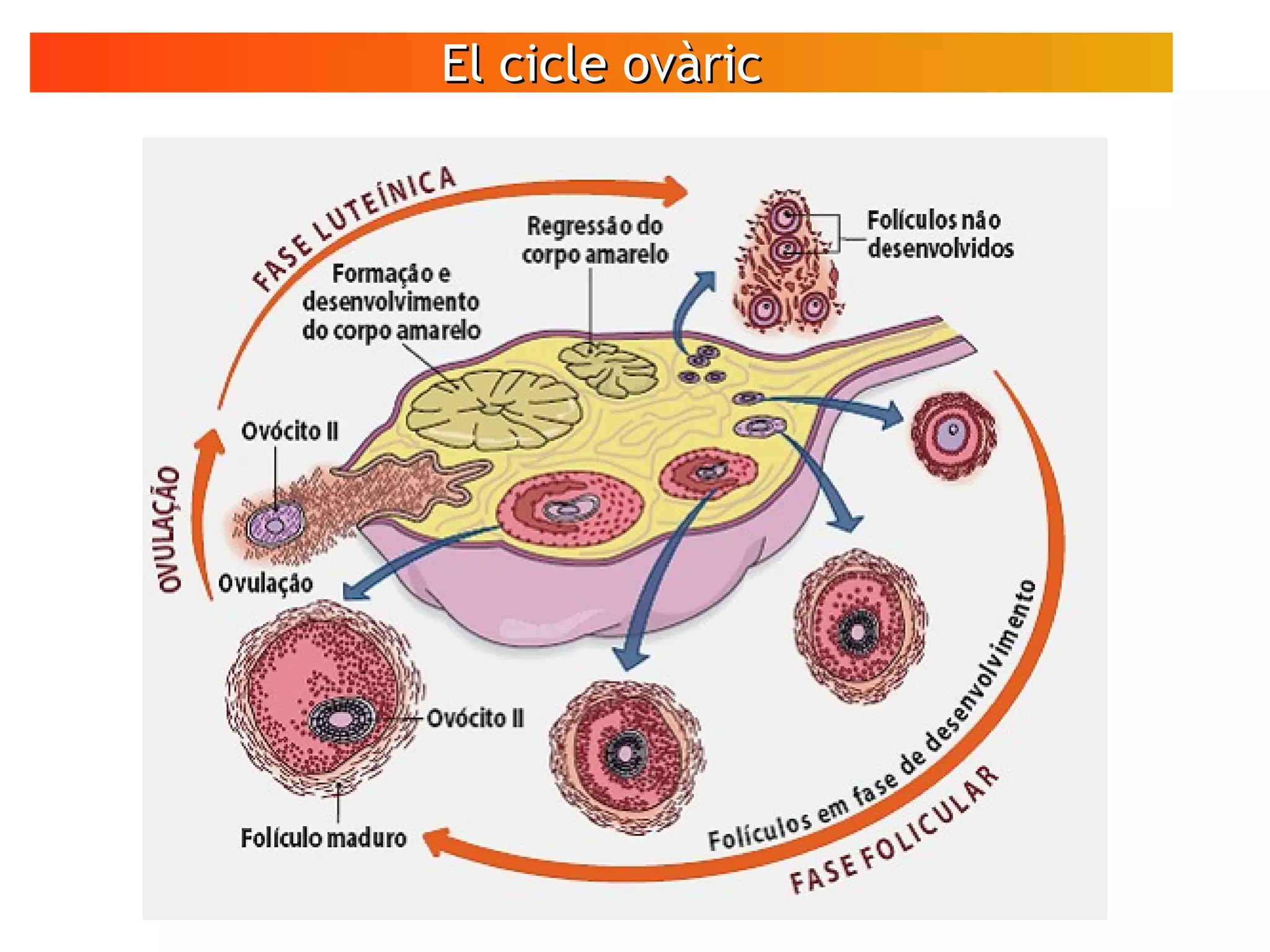 El cicle ovàricEl cicle ovàric
 