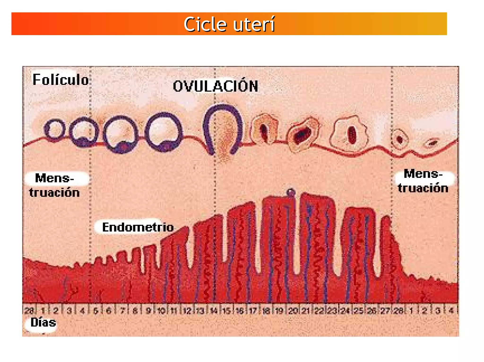 Cicle uteríCicle uterí
VÍDEO
Espermatozoides
en moviment
 