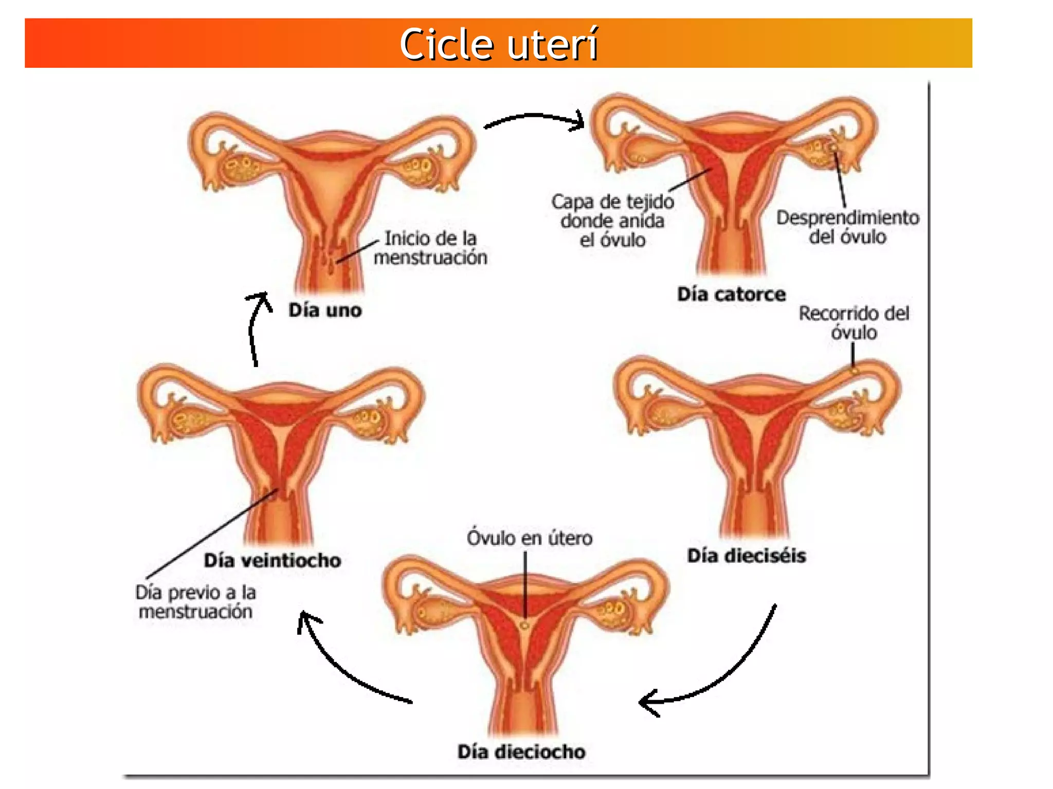 Cicle uteríCicle uterí
VÍDEO
Espermatozoides
en moviment
 