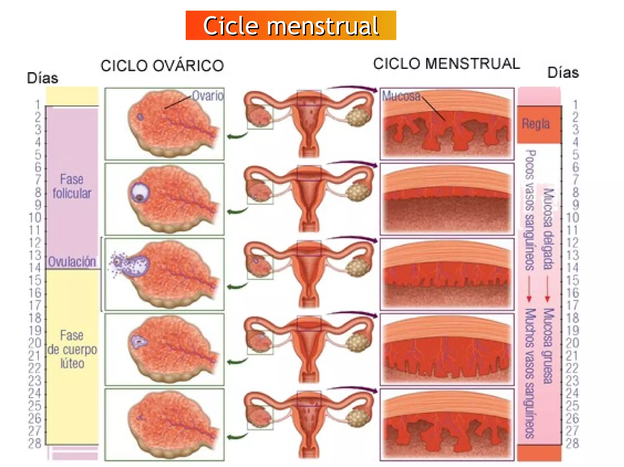 Cicle menstrualCicle menstrual
VÍDEO
Espermatozoides
en moviment
 