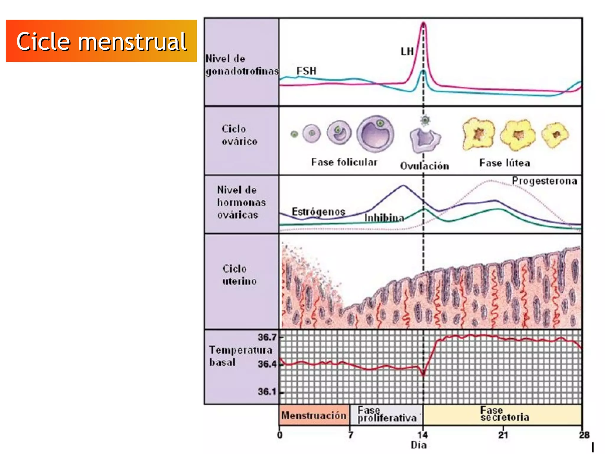 Cicle menstrualCicle menstrual
VÍDEO
Espermatozoides
en moviment
 