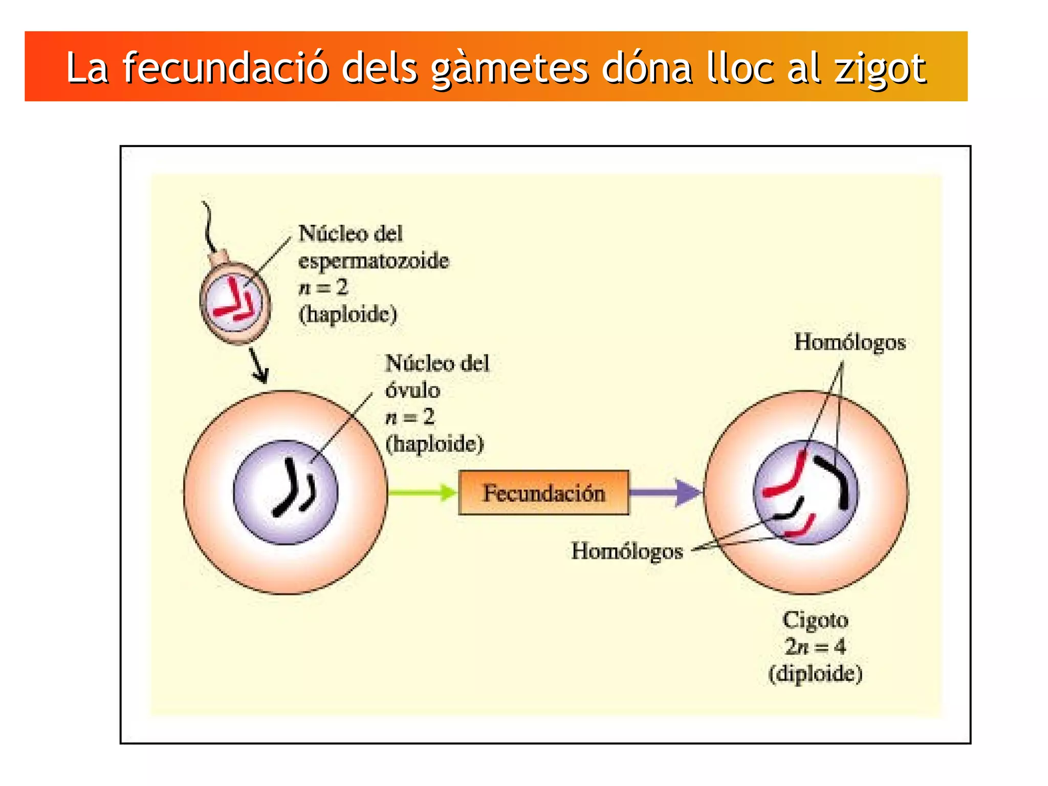La fecundació dels gàmetes dóna lloc al zigotLa fecundació dels gàmetes dóna lloc al zigot
 