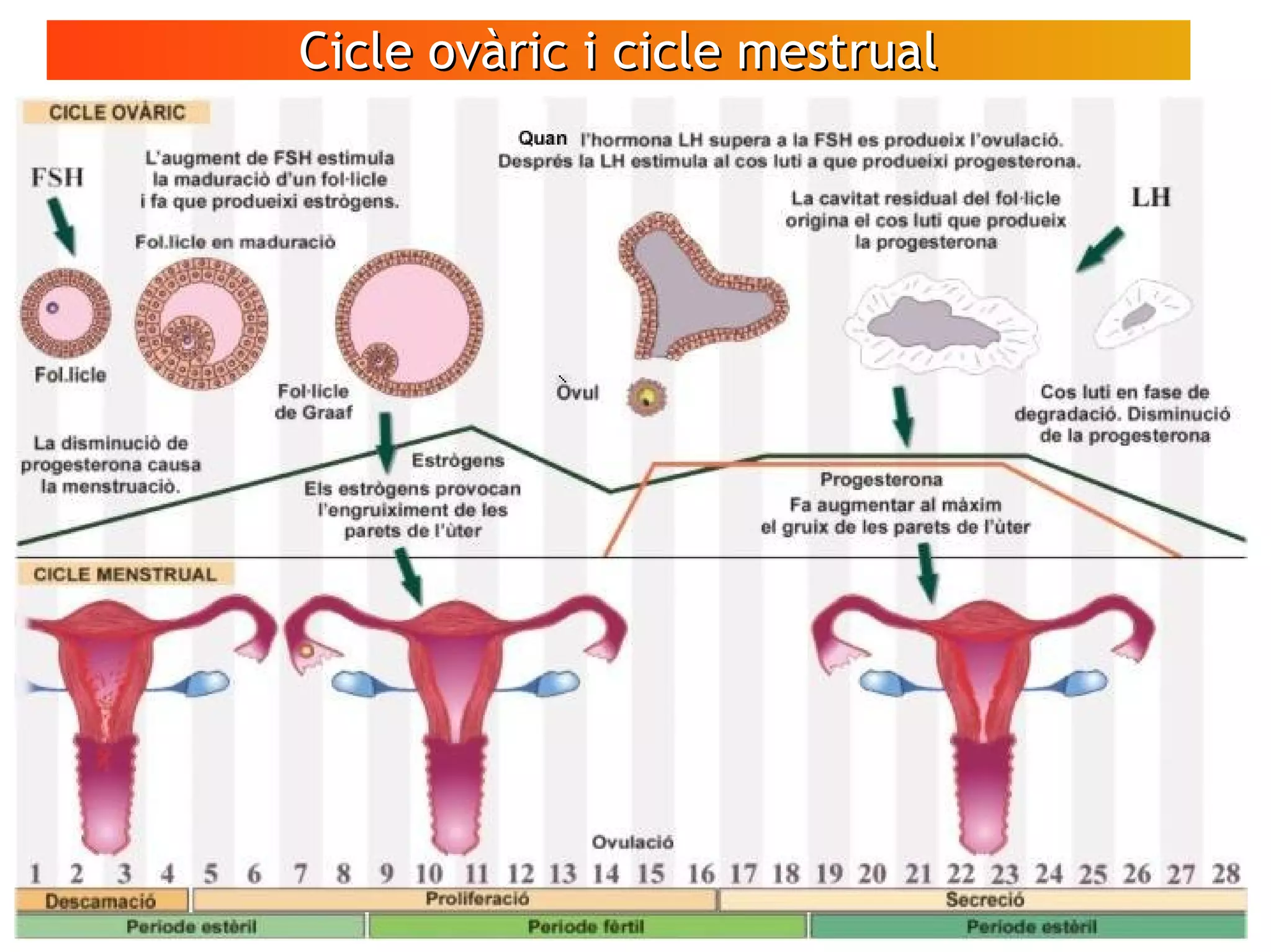 Cicle ovàric i cicle mestrualCicle ovàric i cicle mestrual
VÍDEO
Espermatozoides
en moviment
 