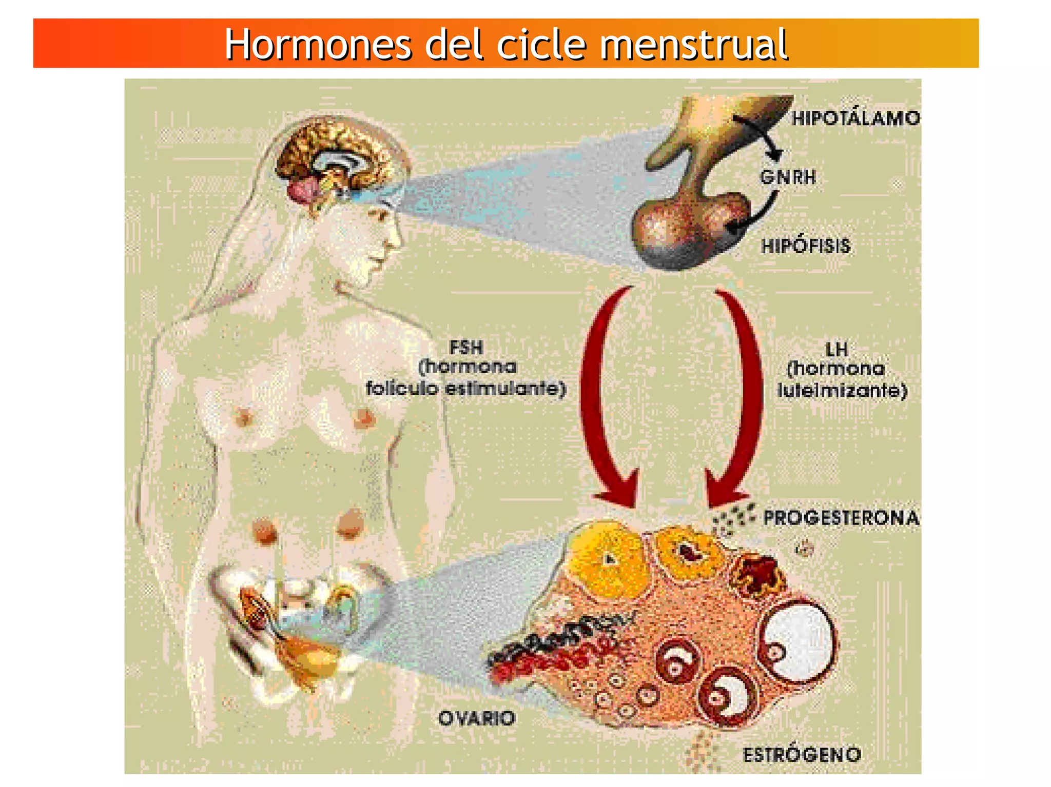 Hormones del cicle menstrualHormones del cicle menstrual
VÍDEO
Espermatozoides
en moviment
 