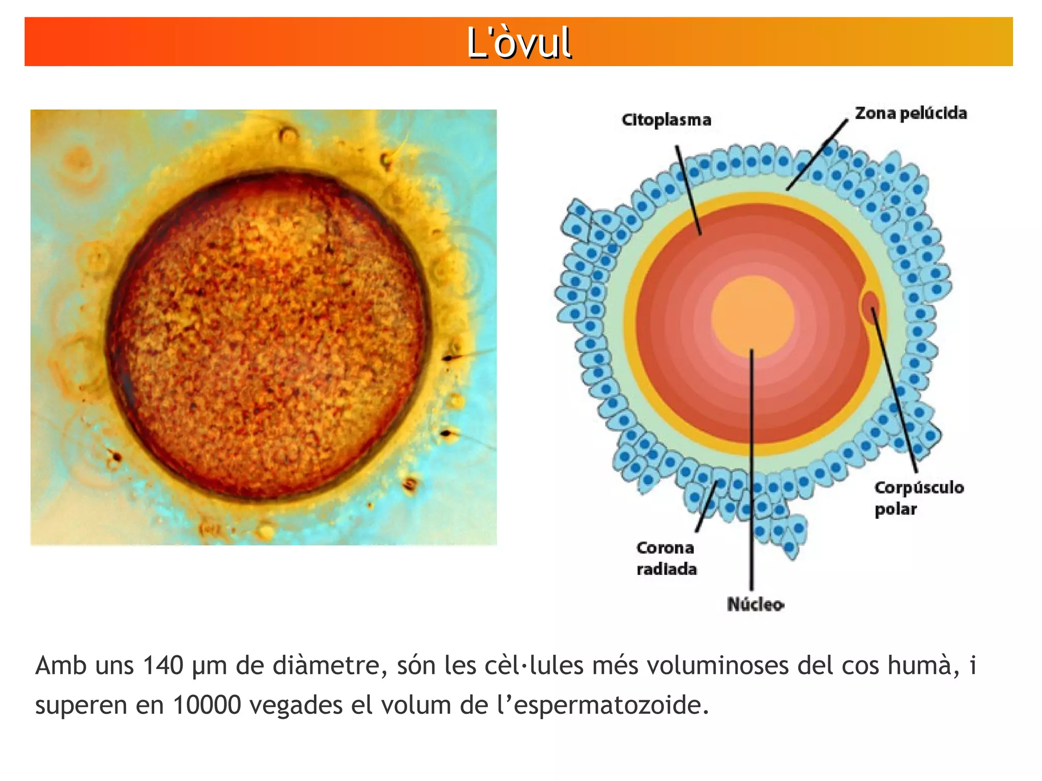 L'òvulL'òvul
VÍDEO
Espermatozoides
en moviment
Amb uns 140 μm de diàmetre, són les cèl·lules més voluminoses del cos humà, i
superen en 10000 vegades el volum de l’espermatozoide.
 