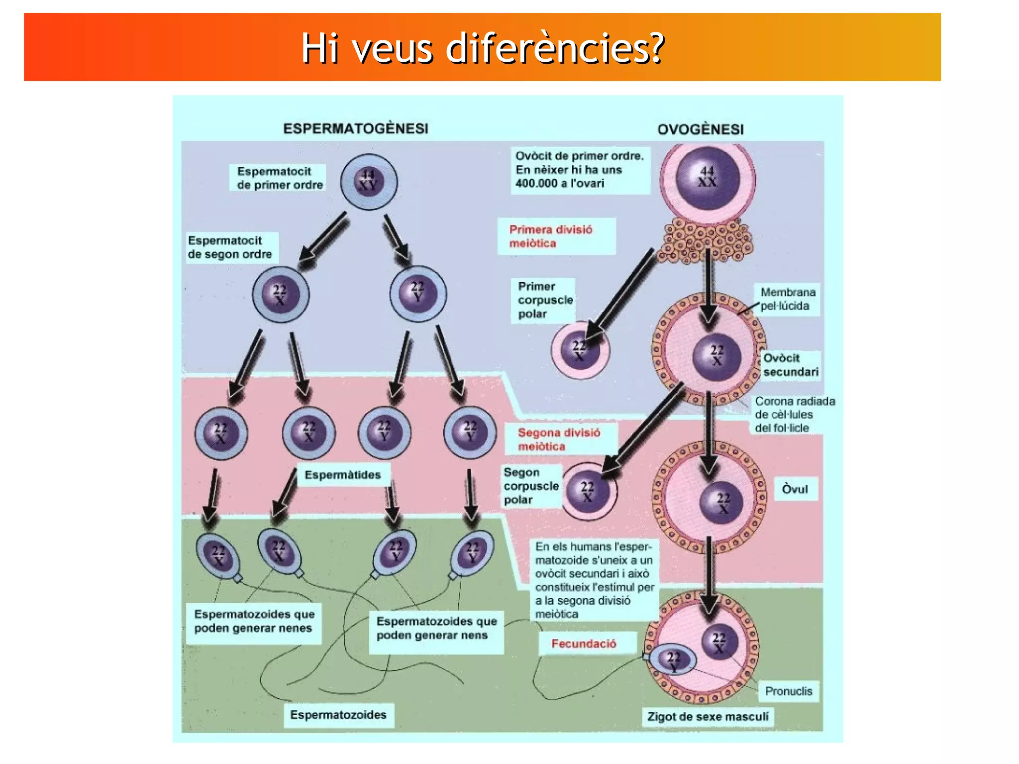 Hi veus diferències?Hi veus diferències?
 