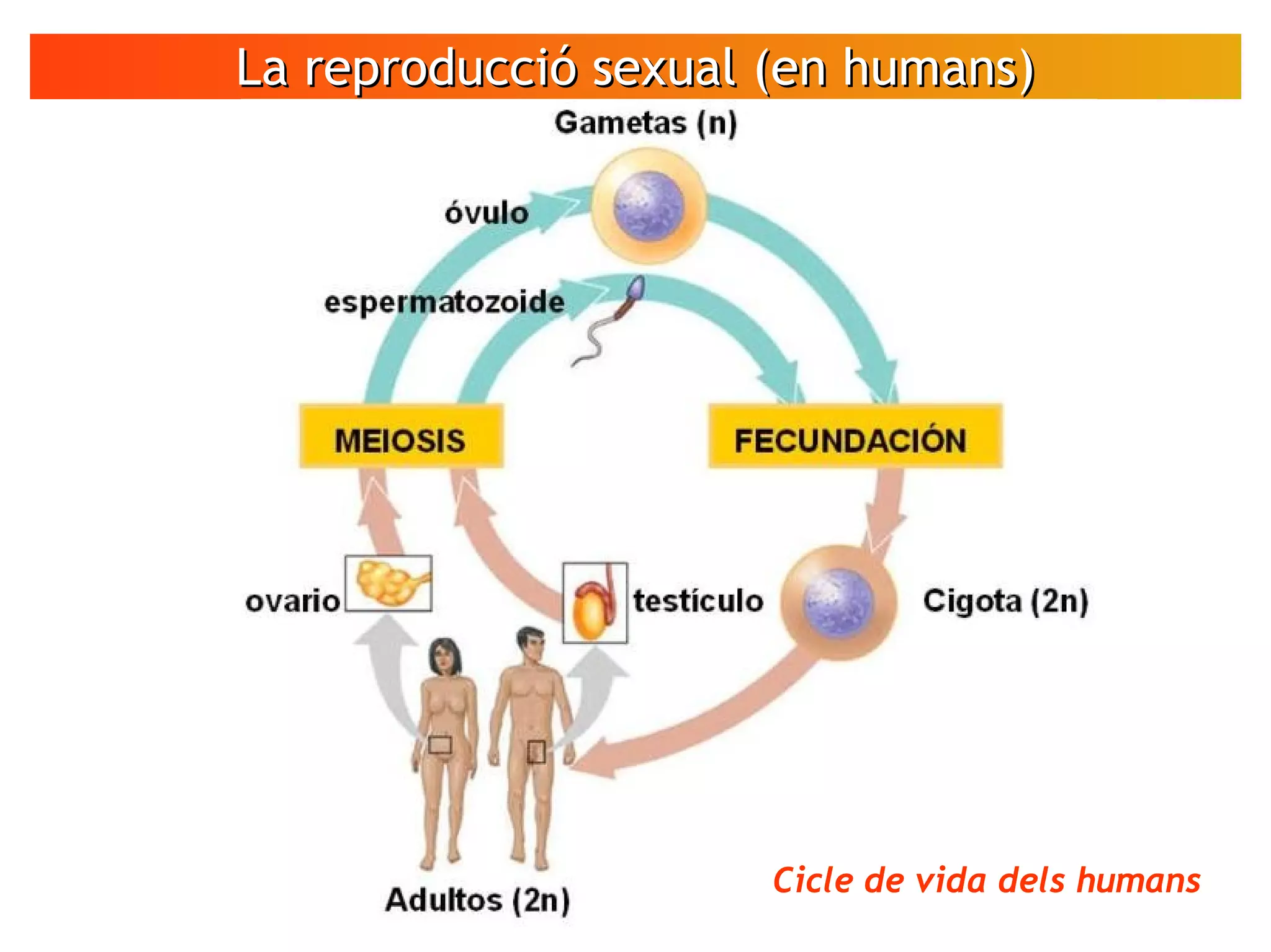 La reproducció sexual (en humans)La reproducció sexual (en humans)
Cicle de vida dels humans
 