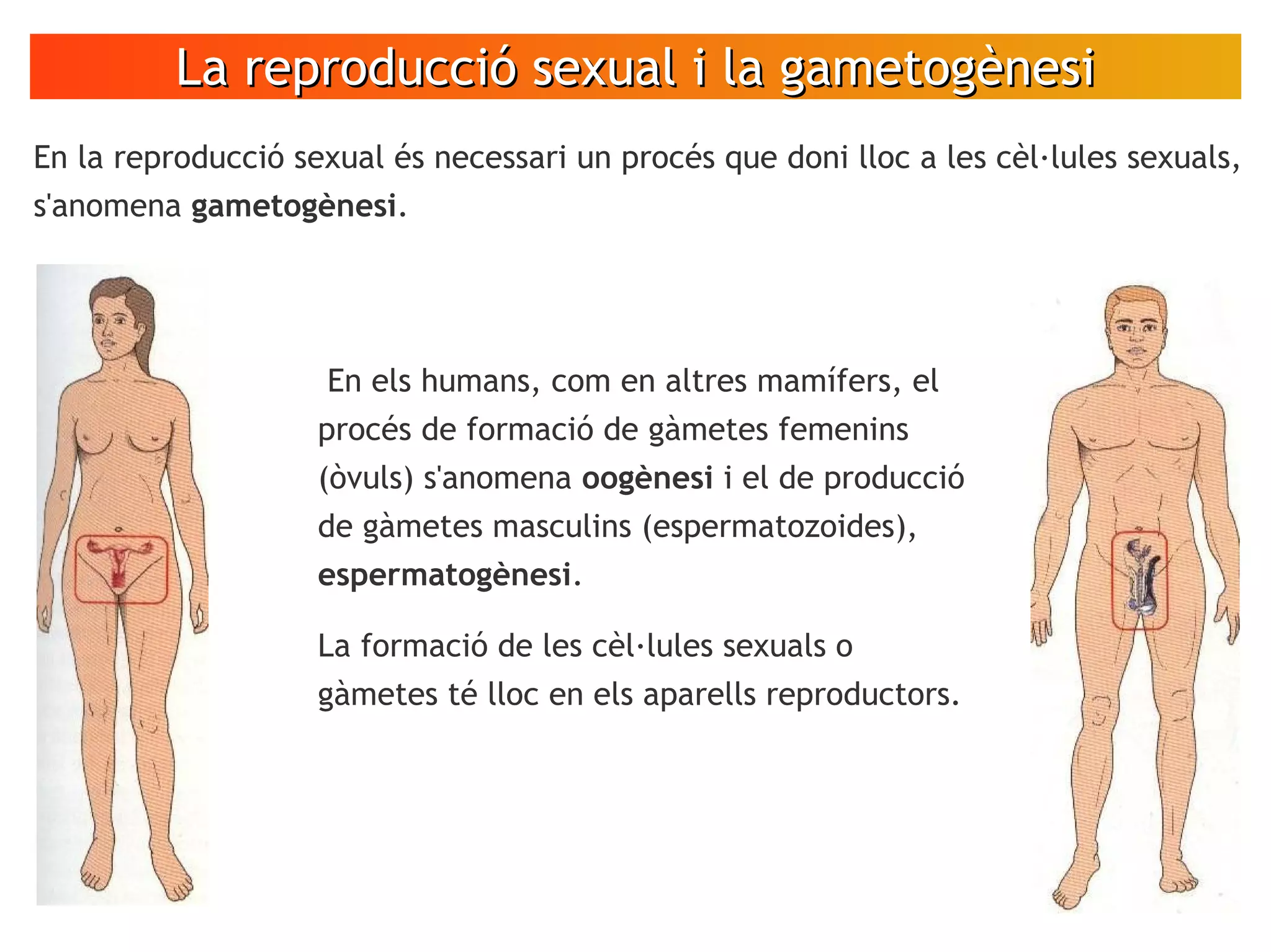 La reproducció sexual i la gametogènesiLa reproducció sexual i la gametogènesi
En els humans, com en altres mamífers, el
procés de formació de gàmetes femenins
(òvuls) s'anomena oogènesi i el de producció
de gàmetes masculins (espermatozoides),
espermatogènesi.
La formació de les cèl·lules sexuals o
gàmetes té lloc en els aparells reproductors.
En la reproducció sexual és necessari un procés que doni lloc a les cèl·lules sexuals,
s'anomena gametogènesi.
 