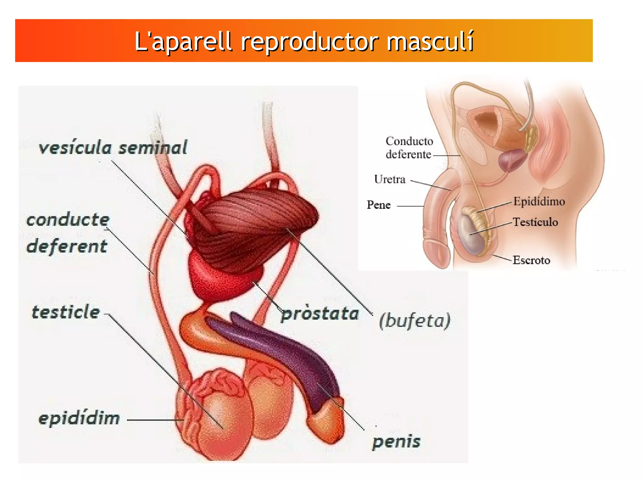 L'aparell reproductor masculíL'aparell reproductor masculí
 