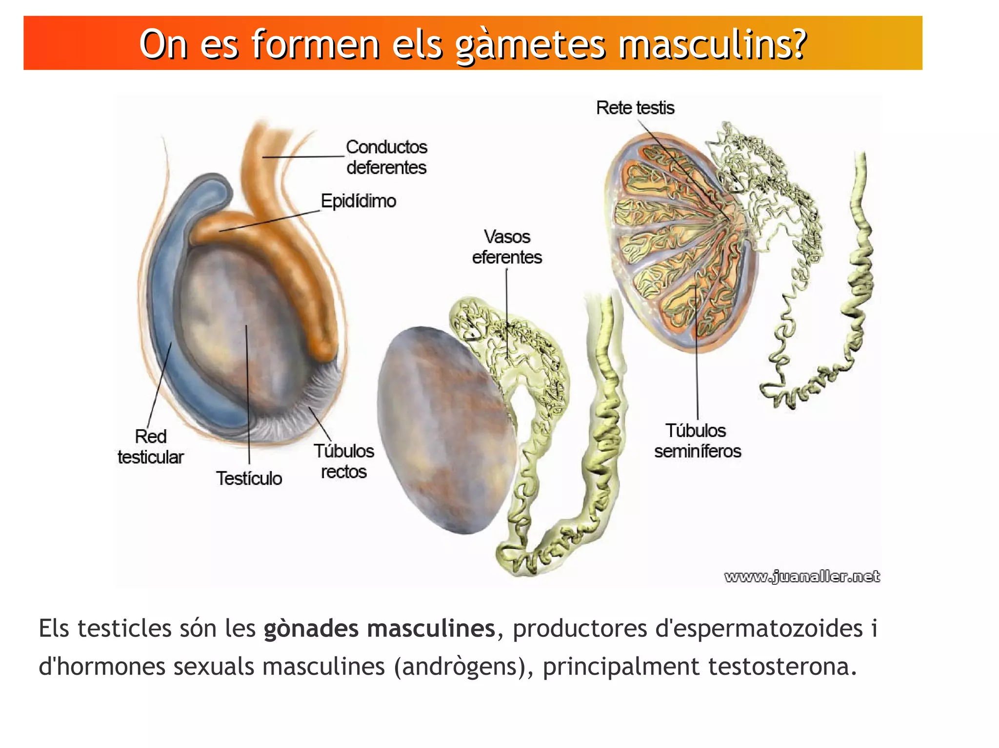 On es formen els gàmetes masculins?On es formen els gàmetes masculins?
Els testicles són les gònades masculines, productores d'espermatozoides i
d'hormones sexuals masculines (andrògens), principalment testosterona.
 