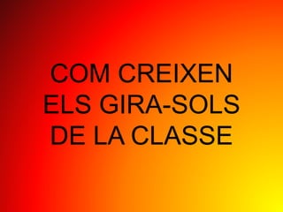 COM CREIXEN
ELS GIRA-SOLS
DE LA CLASSE
 