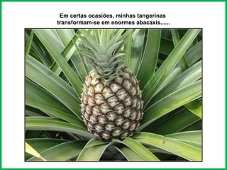 Em certas ocasiões, minhas tangerinas  transformam-se em enormes abacaxis...... 