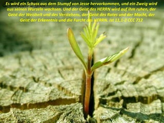 Es wird ein Schuss aus dem Stumpf von Jesse hervorkommen, und ein Zweig wird
aus seinen Wurzeln wachsen. Und der Geist des HERRN wird auf ihm ruhen, der
Geist der Weisheit und des Verstehens, der Geist des Rates und der Macht, der
Geist der Erkenntnis und die Furcht des HERRN. Ist 11,1-2 CCC 712
 