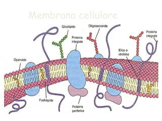 Membrana cellulare
 