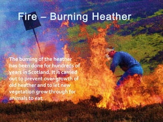 Fire – Burning Heather
The burning of the heather
has been done for hundreds of
years in Scotland. It is carried
out to prevent over-growth of
old heather and to let new
vegetation grow through for
animals to eat.
 