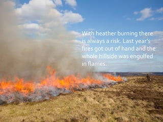 With heather burning there
is always a risk. Last year’s
fires got out of hand and the
whole hillside was engulfed
in flames.
 